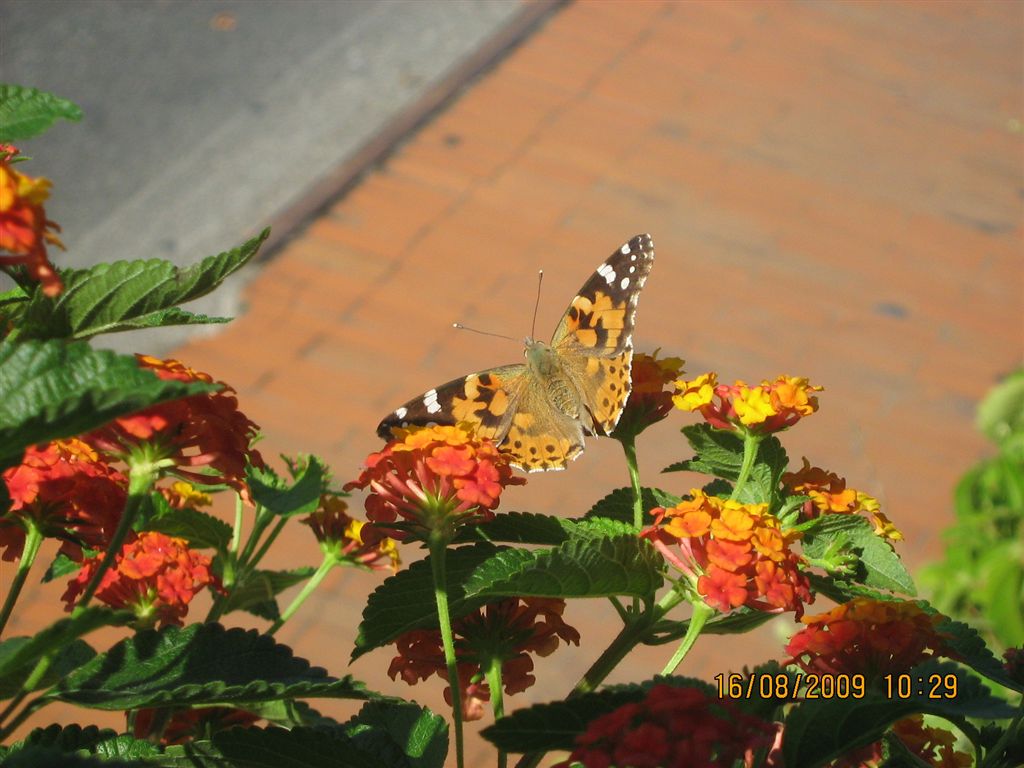 Vanessa cardui